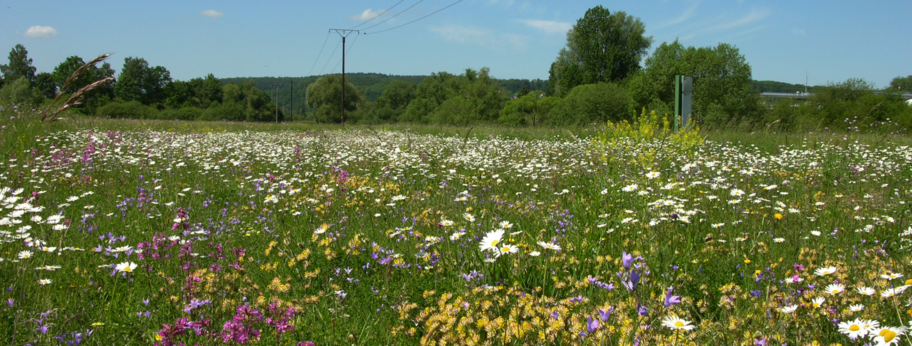 In einem innovativen Projekt wurde an der Fulda in Bad Hersfeld die Entwicklung von monotonem Intensivgrnland in blhende Auenwiesen forciert
